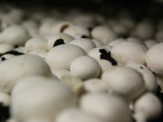 Jak sprzedawane jest podłoże do uprawy pieczarek? Podłoże do pieczarek