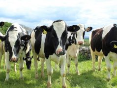 Środki żywienia zwierząt a GMO – co warto wiedzieć, co mówią przepisy? krowy