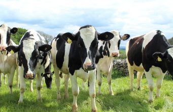 Środki żywienia zwierząt a GMO – co warto wiedzieć, co mówią przepisy? krowy