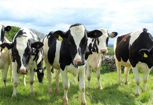 Środki żywienia zwierząt a GMO – co warto wiedzieć, co mówią przepisy? krowy