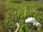 Odpowiednie podłoże do uprawy pieczarek – co trzeba wiedzieć? pieczarki