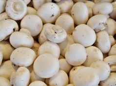 Masz pieczarkarnię? Zobacz, jak i gdzie kupować podłoże do pieczarek pieczarki
