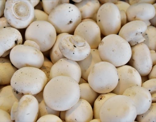 Masz pieczarkarnię? Zobacz, jak i gdzie kupować podłoże do pieczarek pieczarki