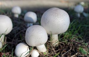 Domowa uprawa pieczarek, jak uprawiać pieczarki? uprawa pieczarek